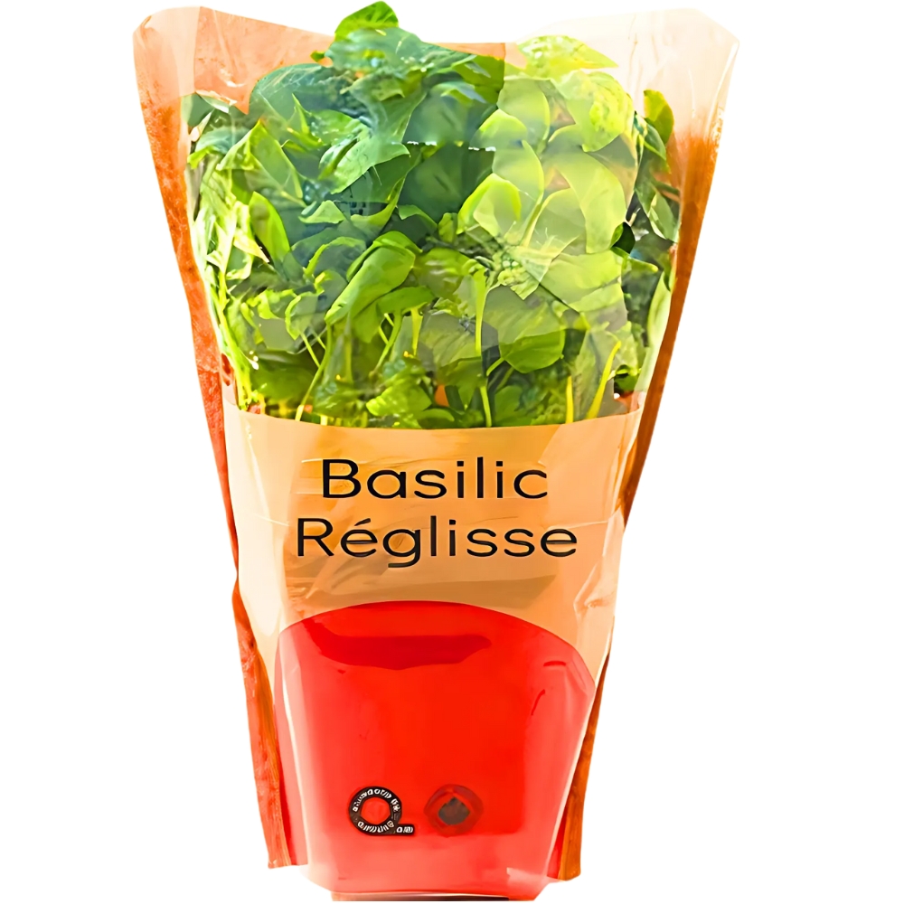 [665923] Basilic Reglisse 25g
