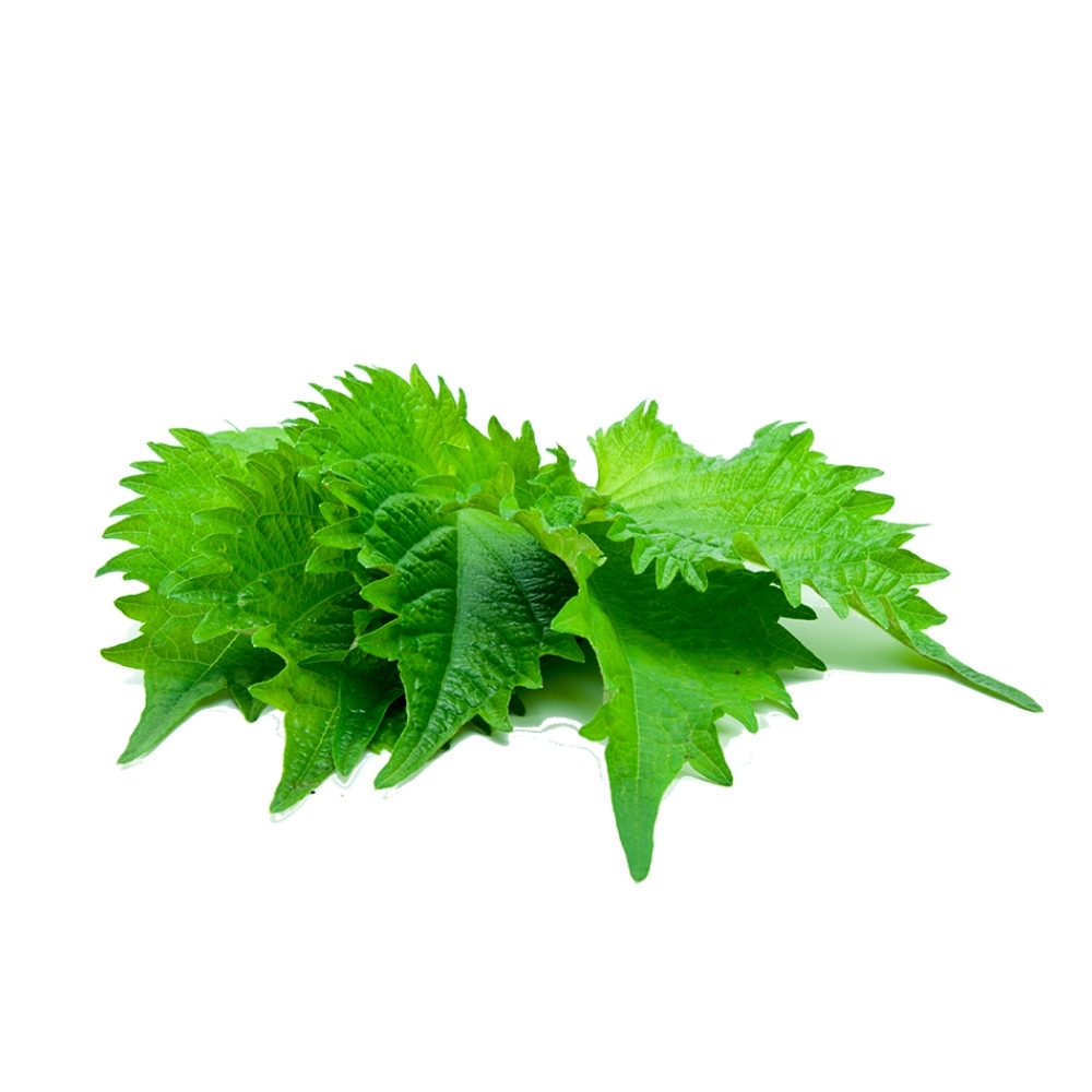[625560] Shiso Vert à La Pièce