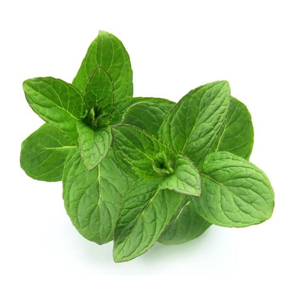 [586421] Menthe Pamplemousse à La Pièce