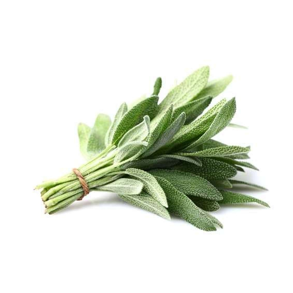 Sauge en Botte 1 unité