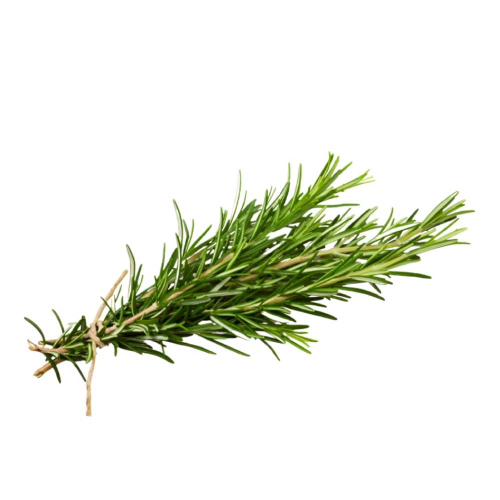 Romarin Frais Botte 50g