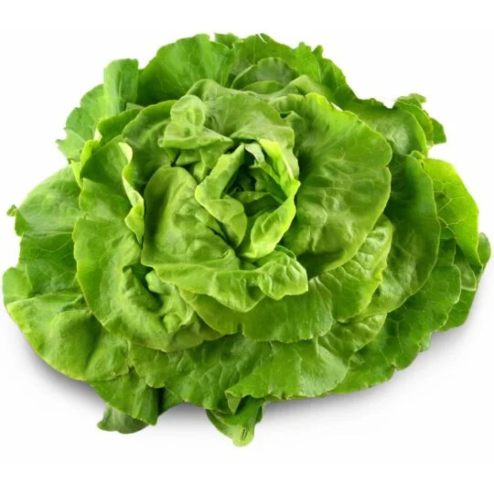 Salade Laitue Verte à la pièce.