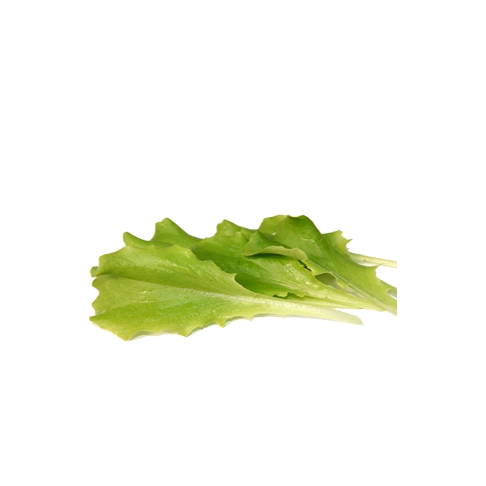 Jeunes Pousses de Batavia Verte en Barquette Bio 100g