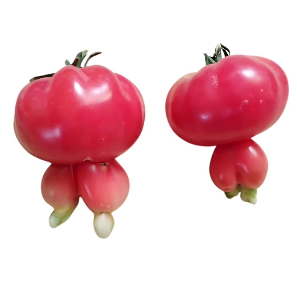 Tomate Trèfle du Togo 500g