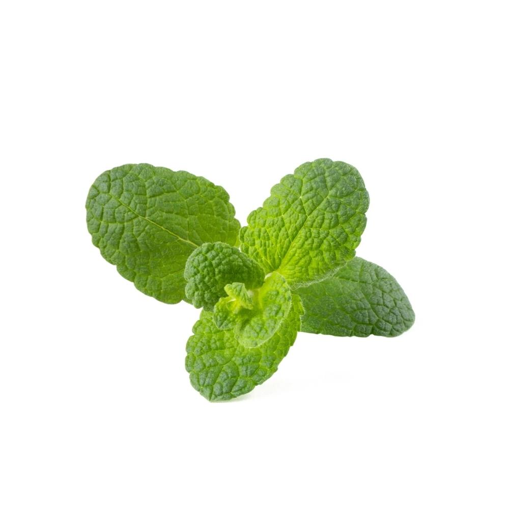 [586415] Menthe Pomme à La Pièce