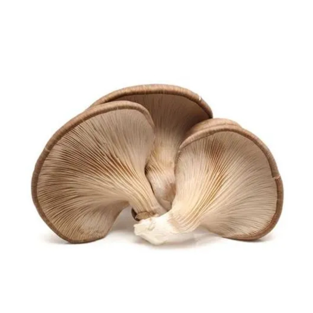 Champignon Seta Pleurotus 200g