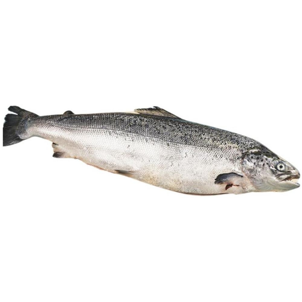 [314844] Saumon Frais de 2-3Kg Supérieur