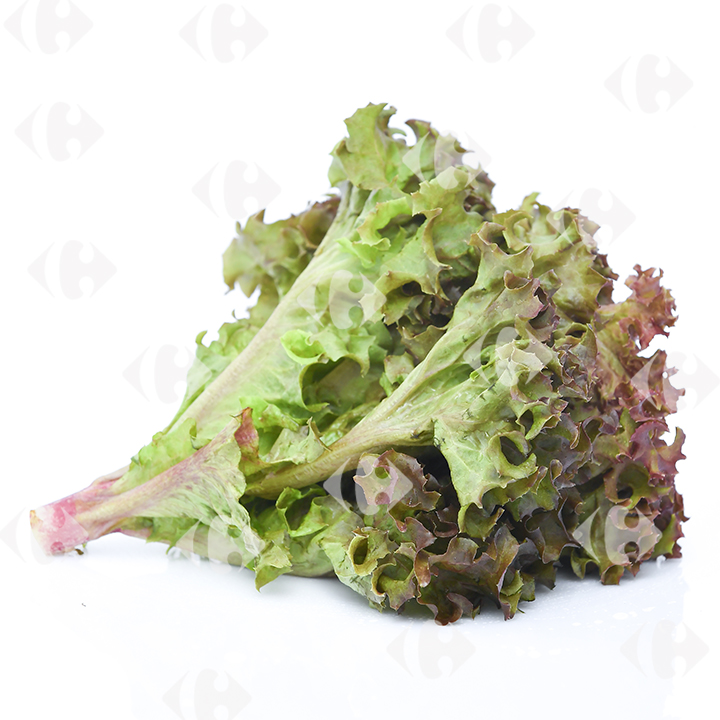 [218153] Salade Feuille de Chêne Verte à la Pièce.