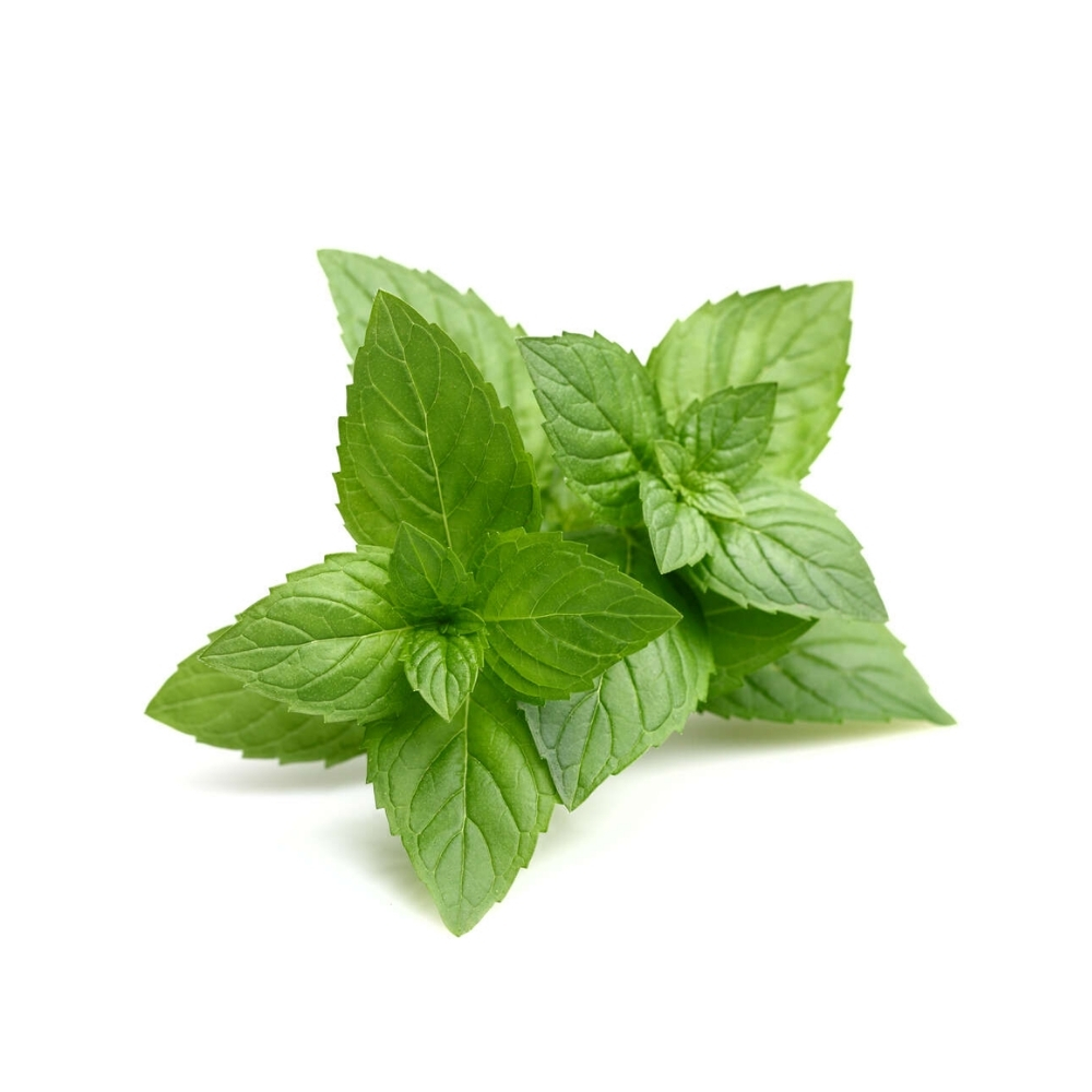 [586416] Menthe Banane à La Pièce