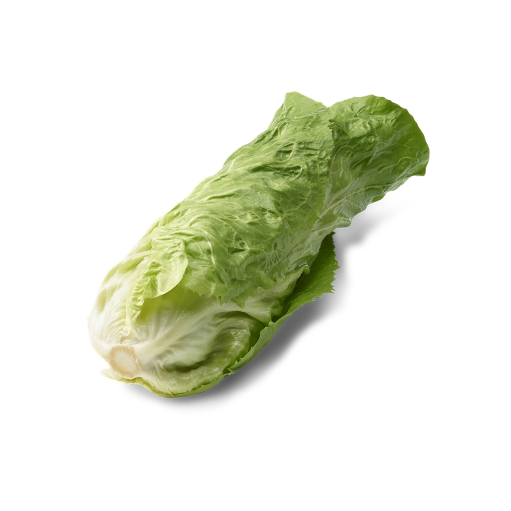 Chicorée à La Pièce