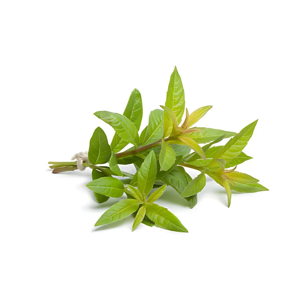 [718905] Verveine Citron en Botte