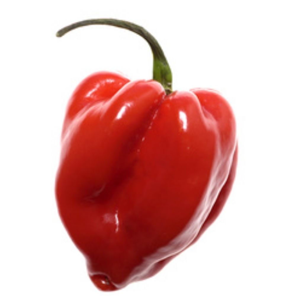 [586485] Piment Antillaisen Barquette 250g