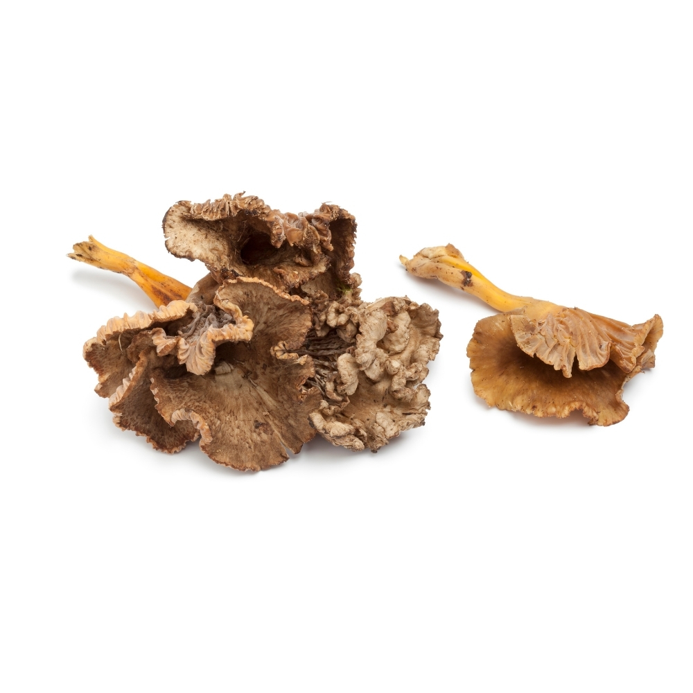 Chanterelle Grise 250g