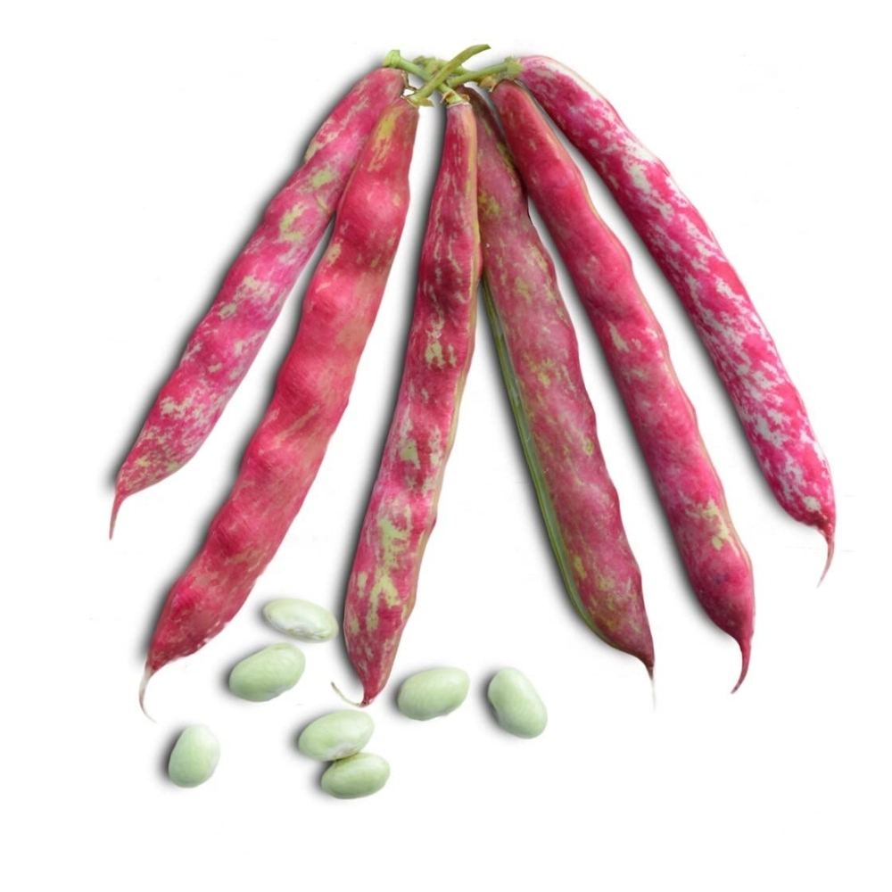 Haricot Grenier 500g