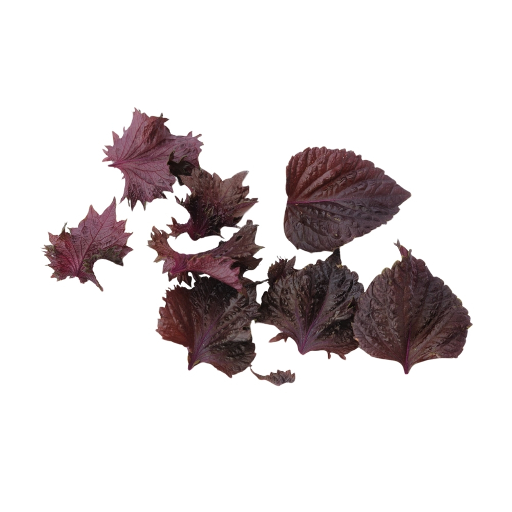 Shiso Rouge 10 feuilles