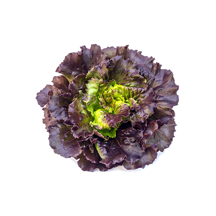 Salade Feuille de Chêne Rouge à la Pièce.
