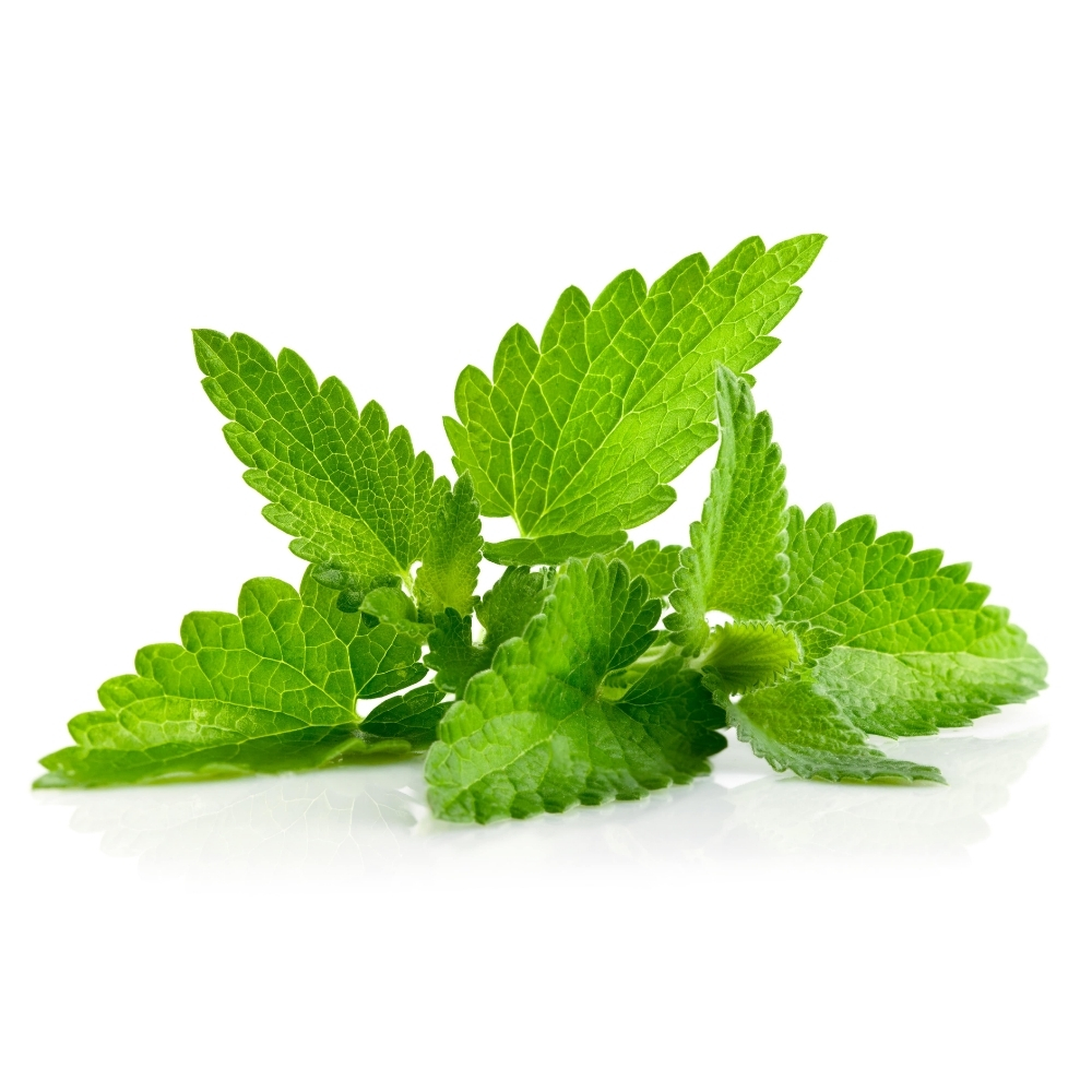 Melisse Citronelle Barquette 25g