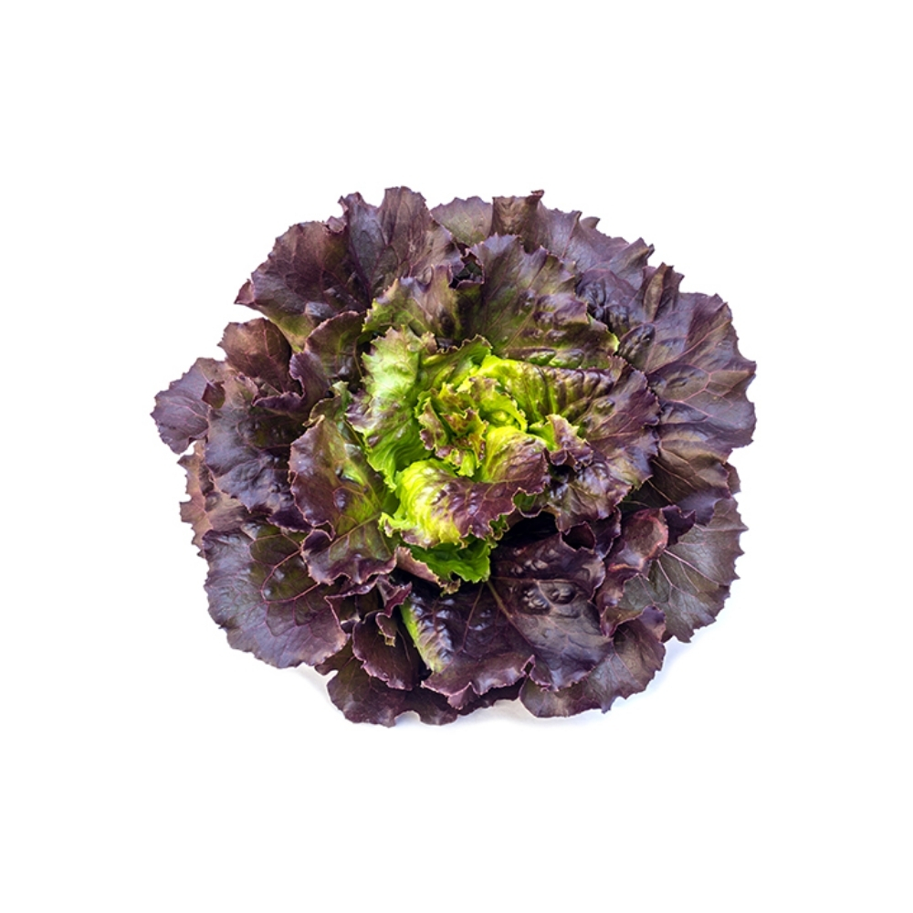[535989] Laitue Feuille de Chêne Rouge Bio à la Pièce