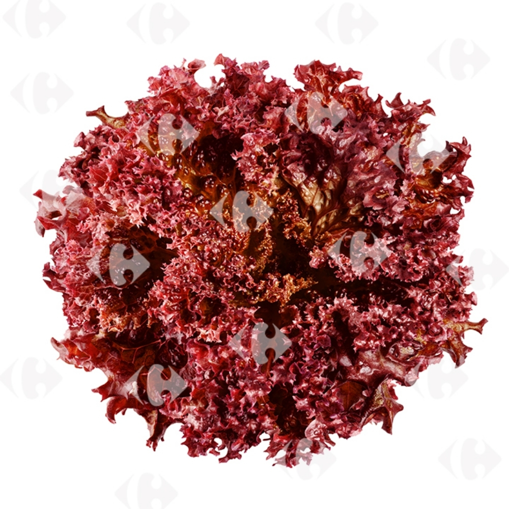 Lollo Rossa Rouge à la Pièce