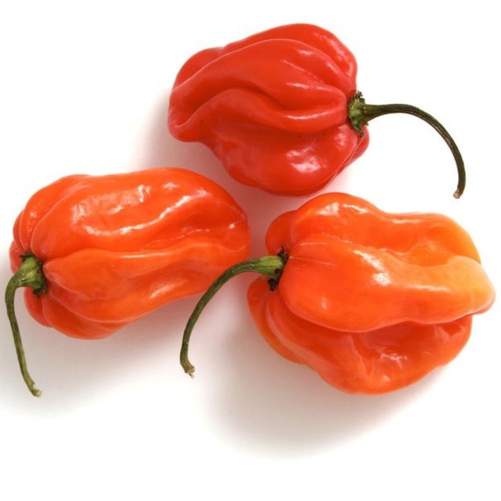 [586486] Piment Antillais Cup 100g