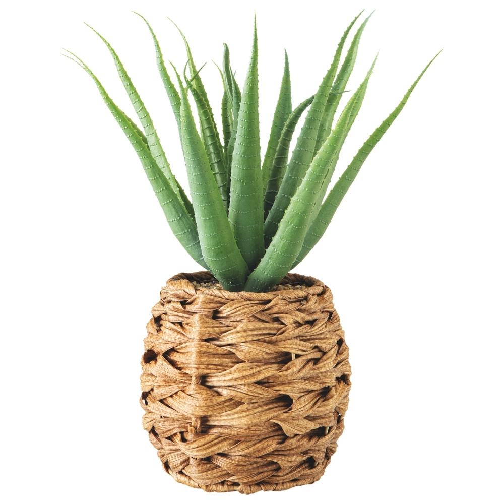 Plante d'Aloe avec Pot d'Herbe Marine Kasa 38 cm
