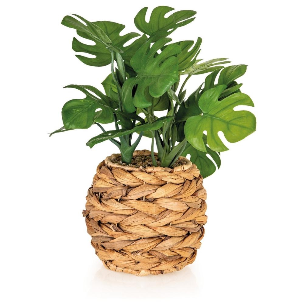 [722006] Plante Monstera avec Pot d'Herbe Marine Kasa 38 cm