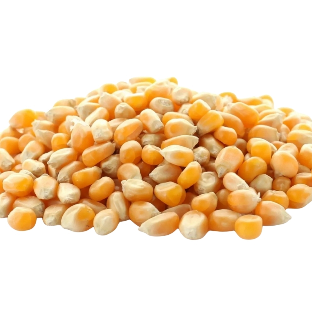 Maïs 900g