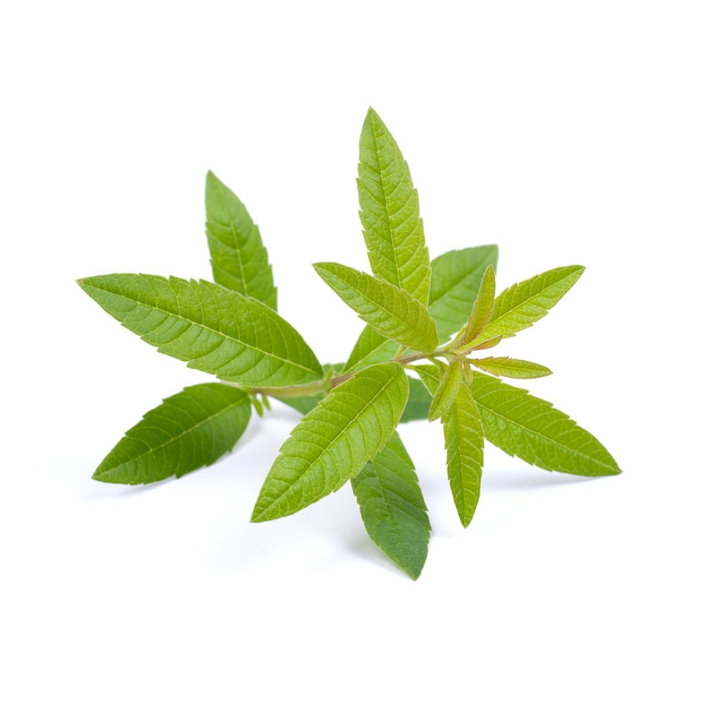 Verveine Verte en Botte 1 unité