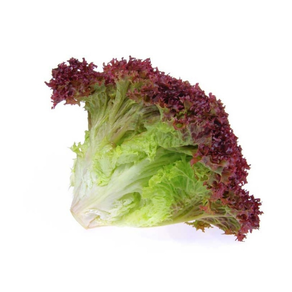 Salade Lollo Verte à la Pièce