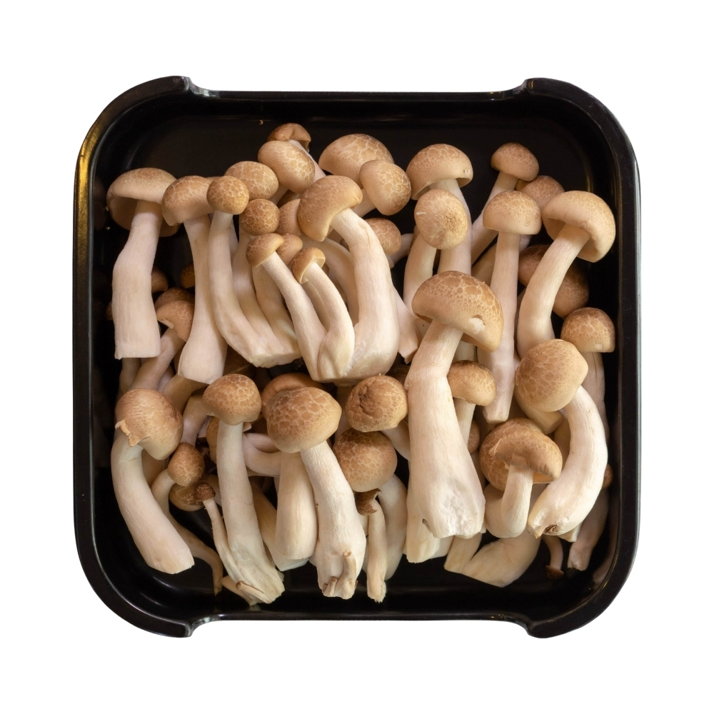 Champignon Shimeji Barquette