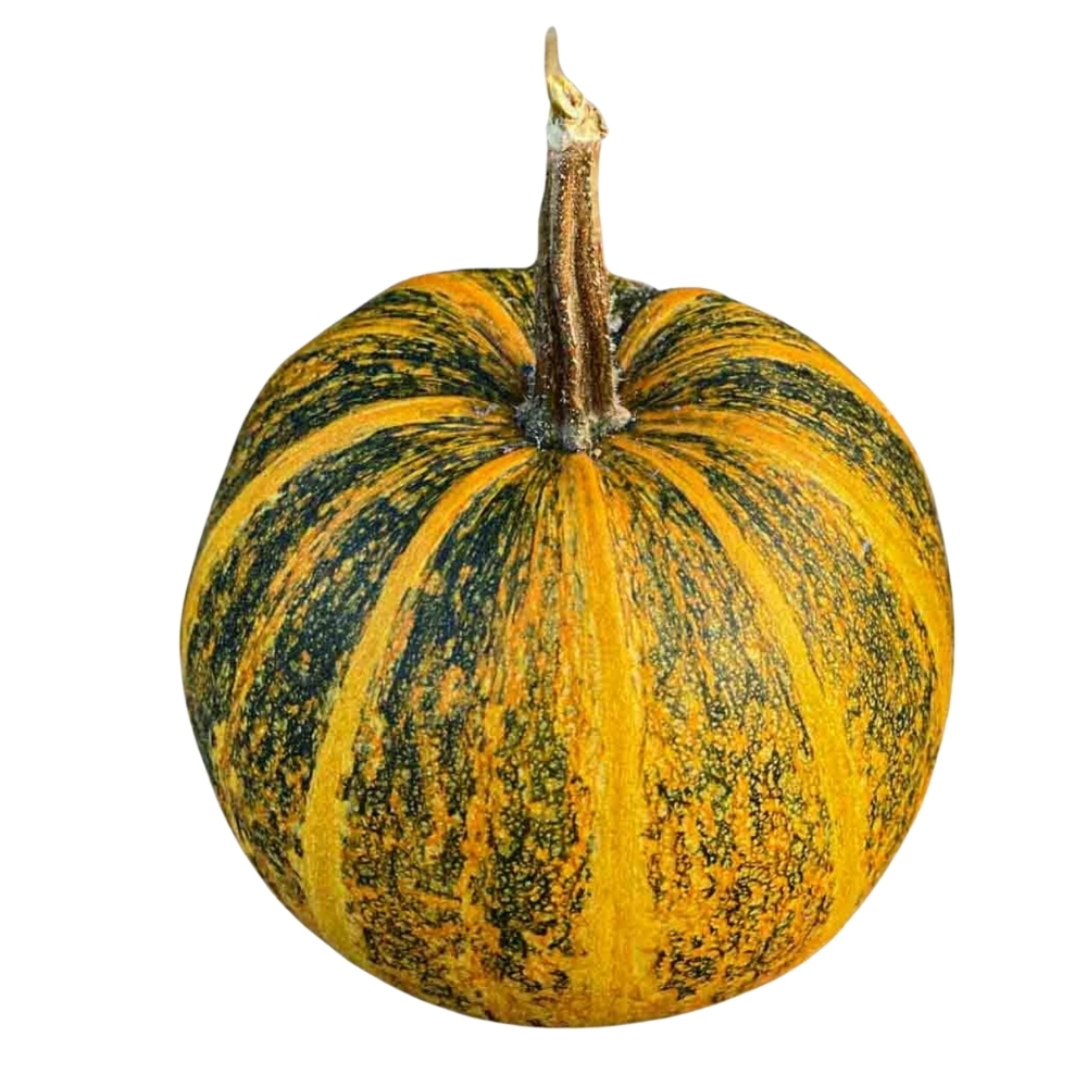 Potiron Lady Godiva 500g
