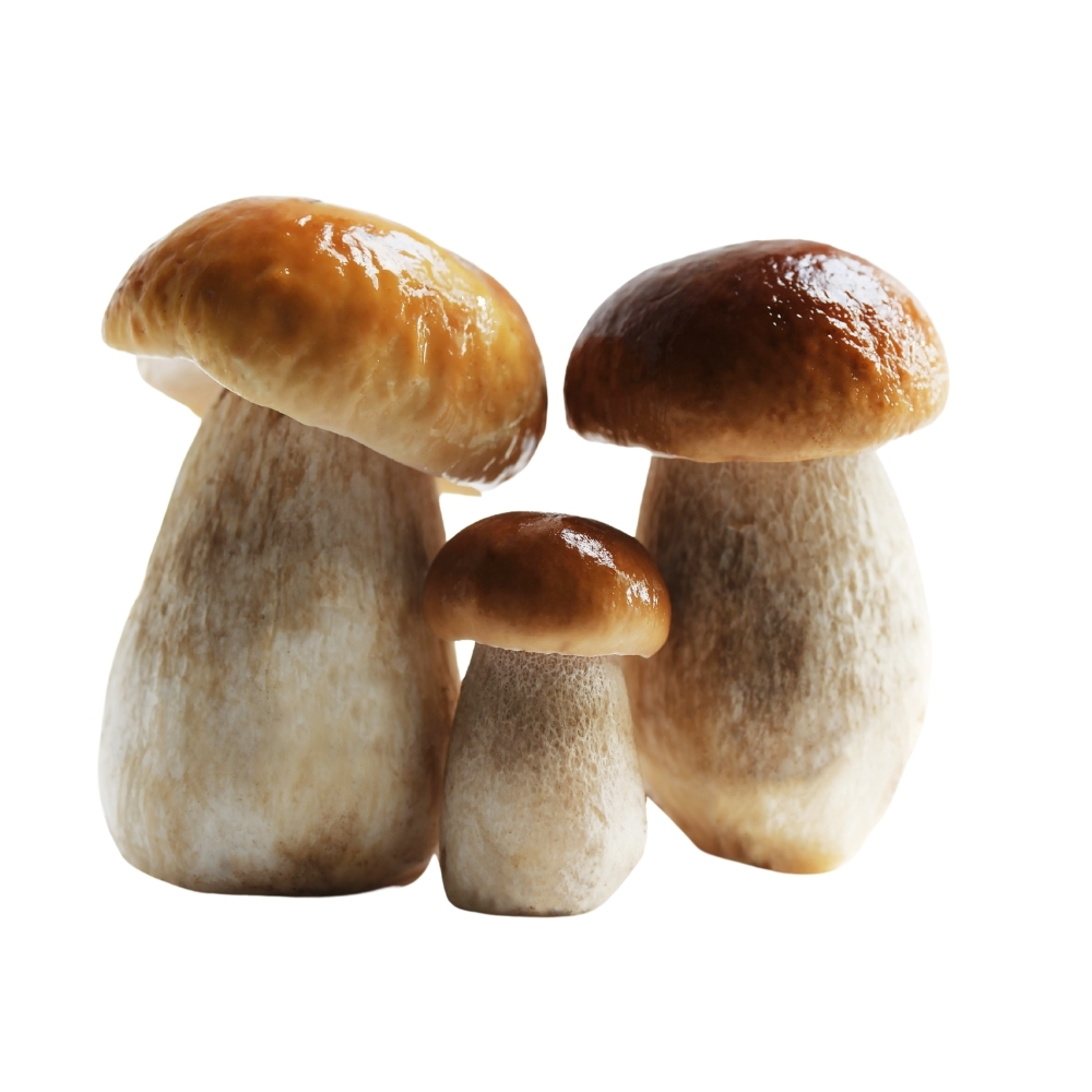 Cèpes 250g