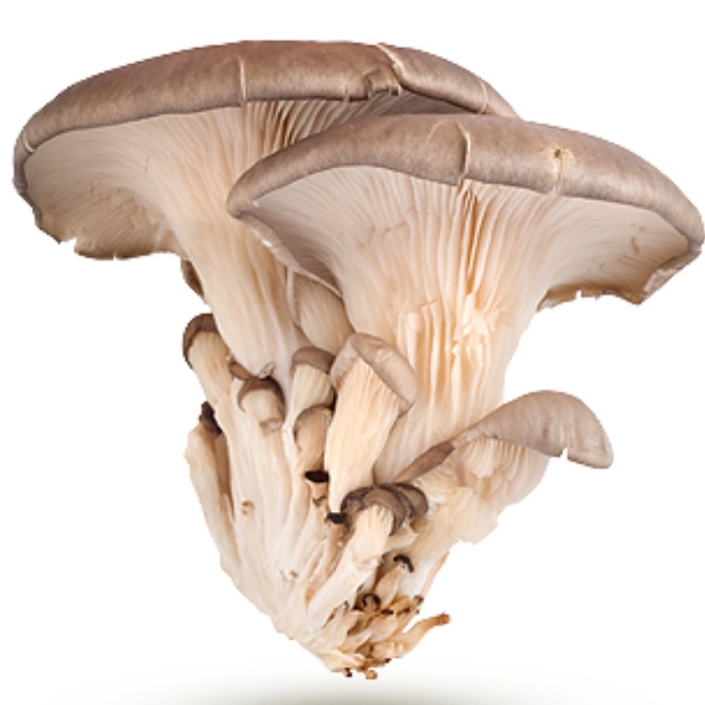 Champignon Pleurote Bio 100g
