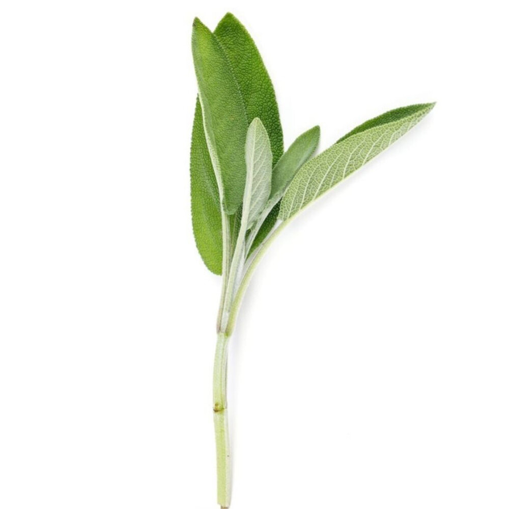 Sauge 25g