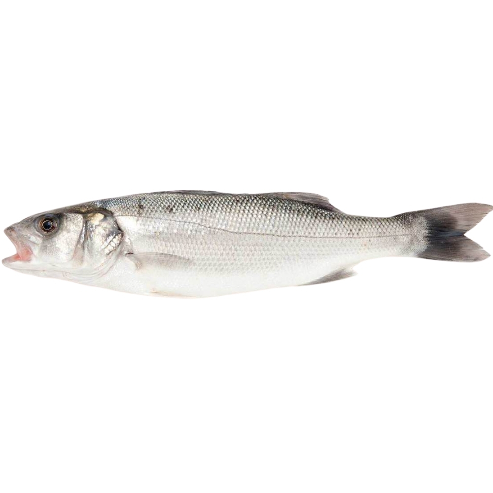 [309371] Loup bar d'Élevage 400-600g
