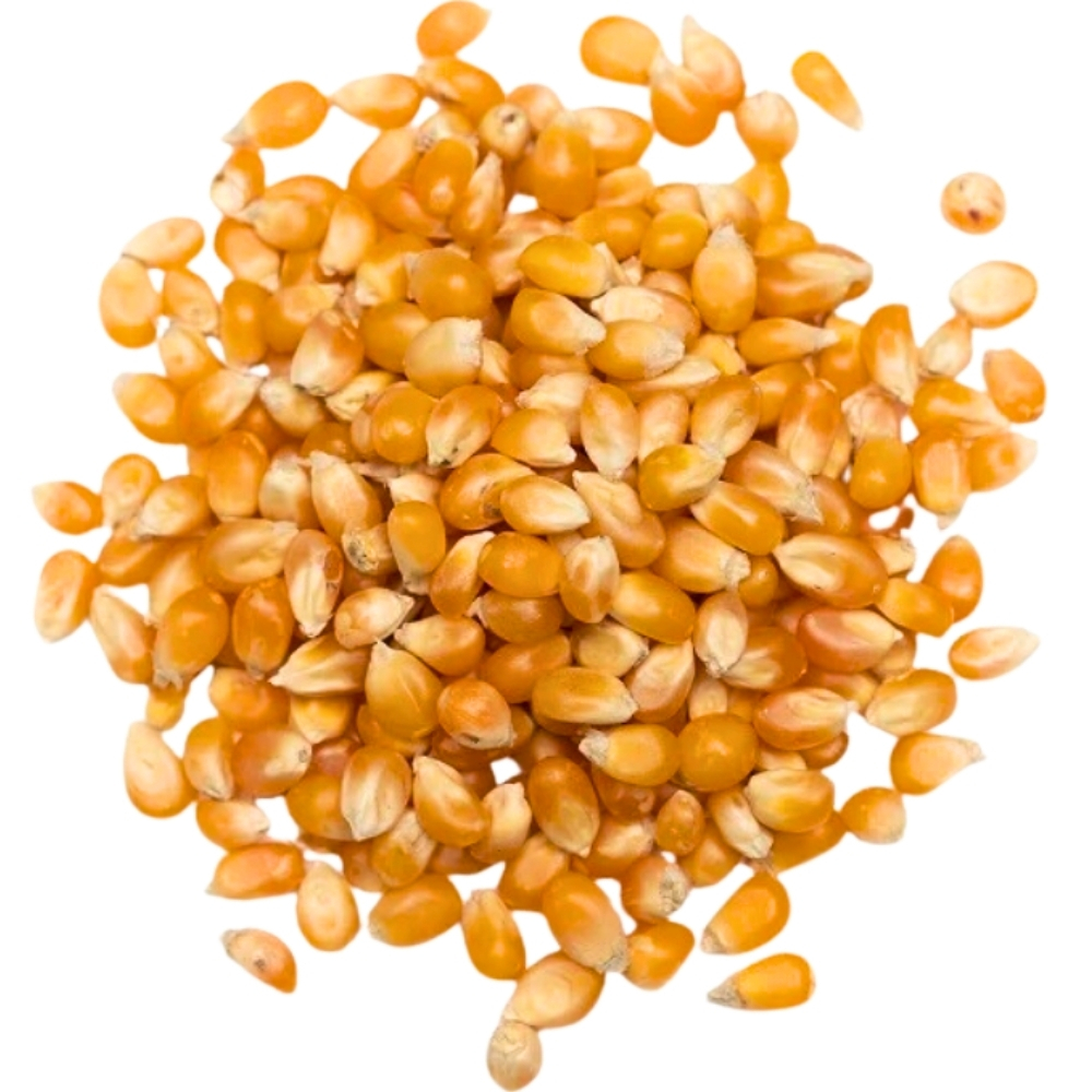 Maïs Pop-Corn Agroécologie 250g