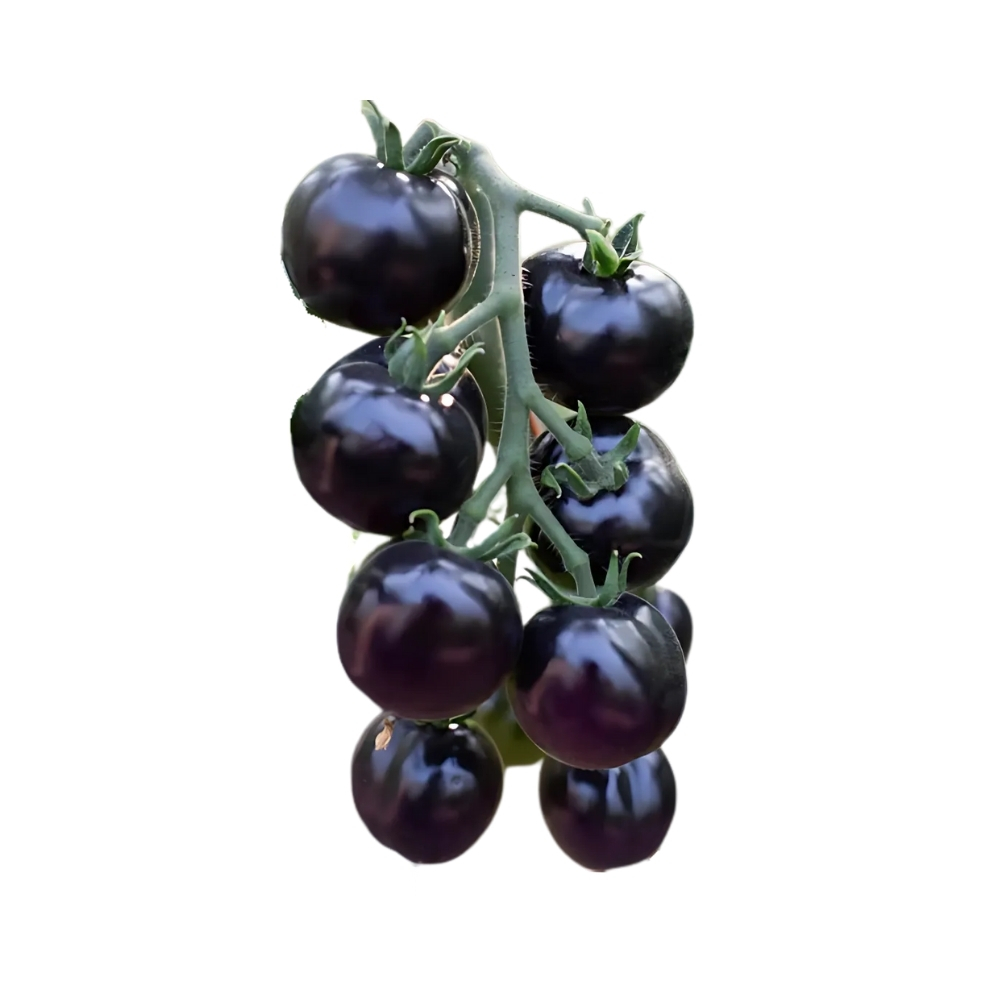 [718965] Tomate Cerise Bosque Blue 200g