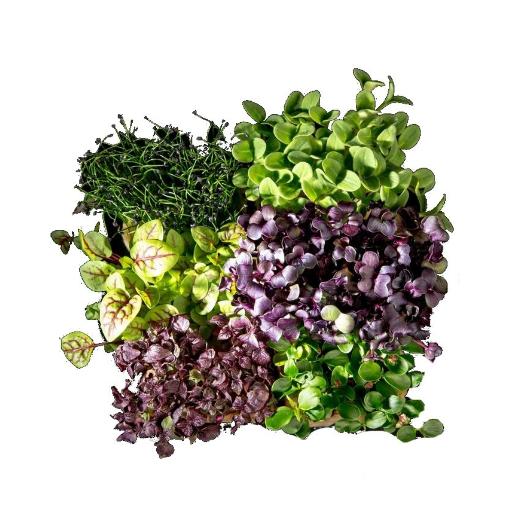 [604775] Shiso Mixte 250g