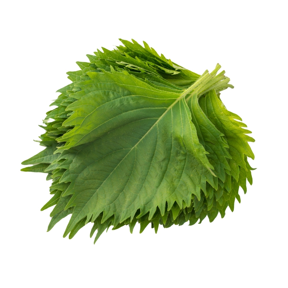 [604769] Feuille de Shiso Vert