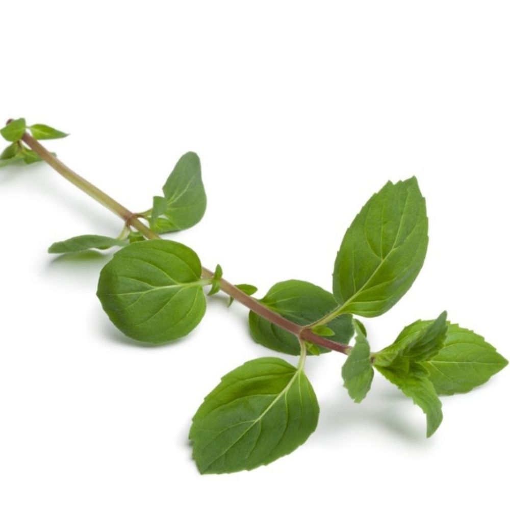 [586420] Menthe Gingembre à La Pièce