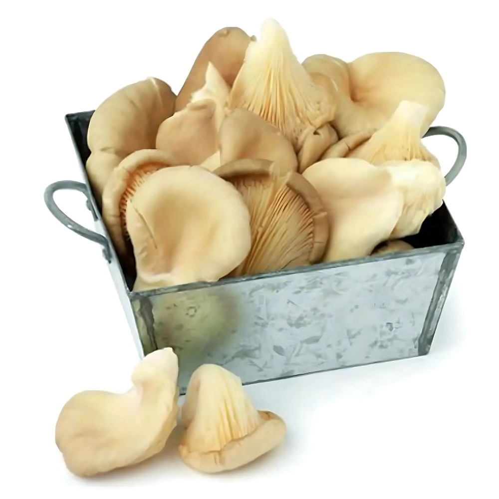 [567912] Champignon Pleurote Barquette 1 unité