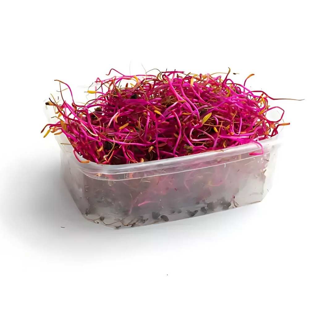 [622250] Pousse de Betterave 50g