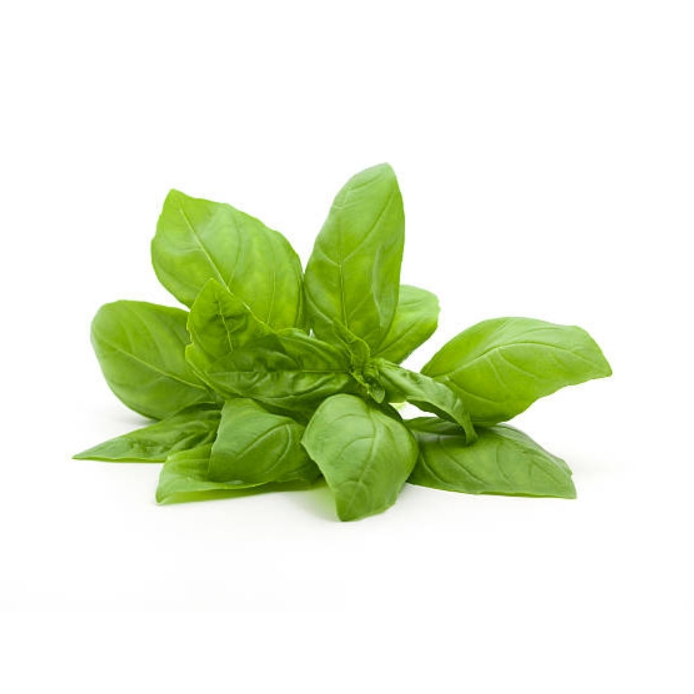 [625548] Basilic Géant Vert en Botte à la Pièce