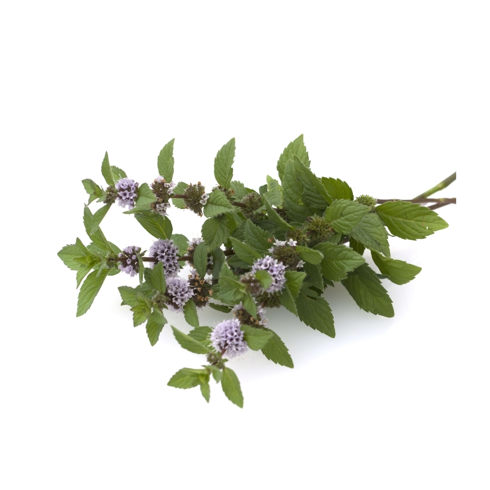 [635774] Menthe Poliot Barquette Bio 20g