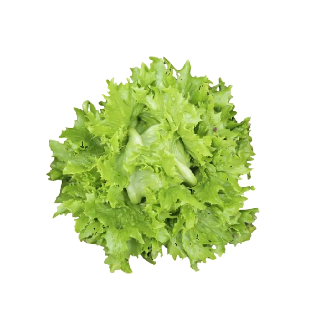 Salade Reine des Glaces Bio 100g