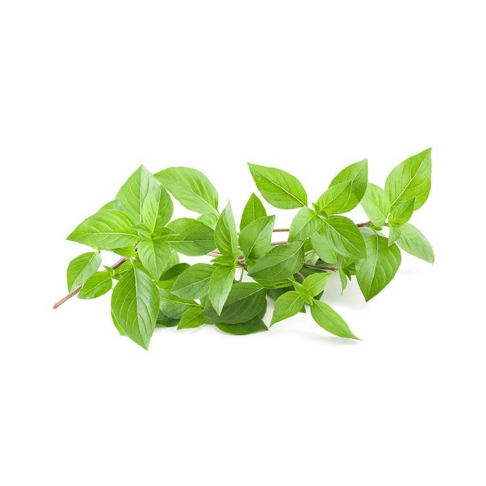 [625554] Basilic Thaï en Botte 1 unité