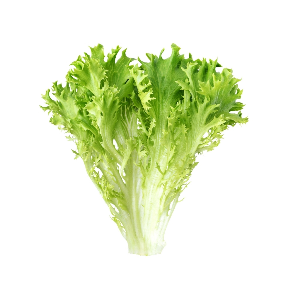 Chicorée Verte Bio 100g