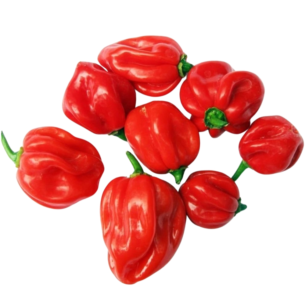 Piment Fort Habanero Rouge en Barquette 200g