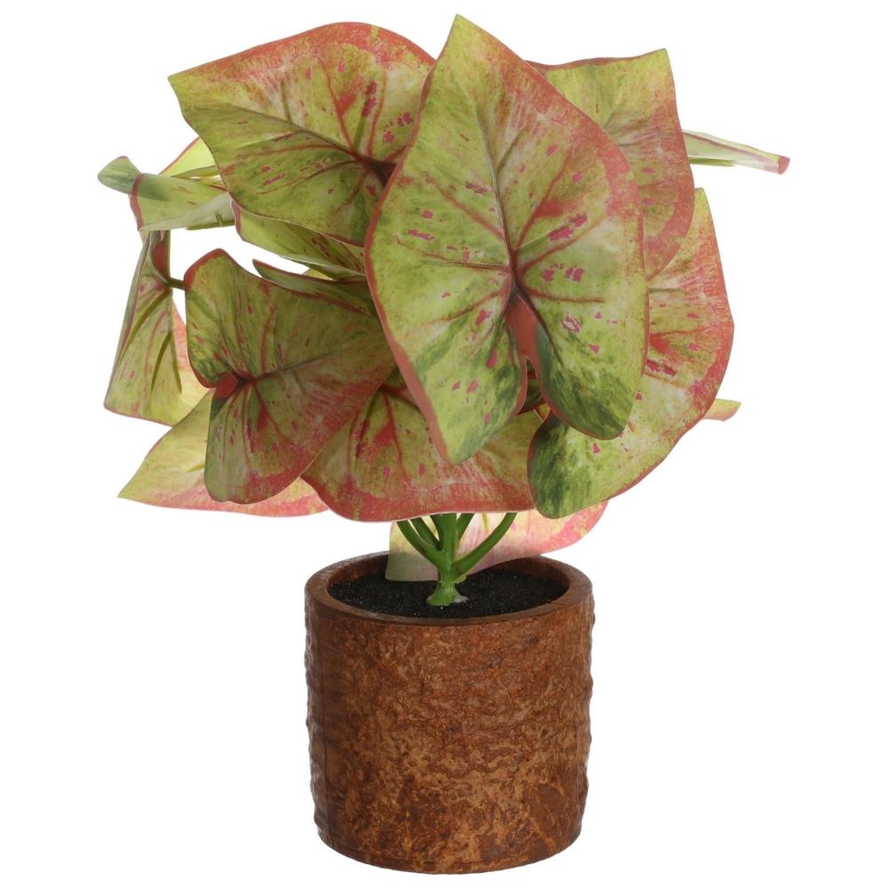 Plante Vert/Rouge avec Pot Kasa 32 cm